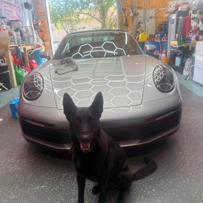 Porsche 911 under detailing lights with Scout, our shop dog